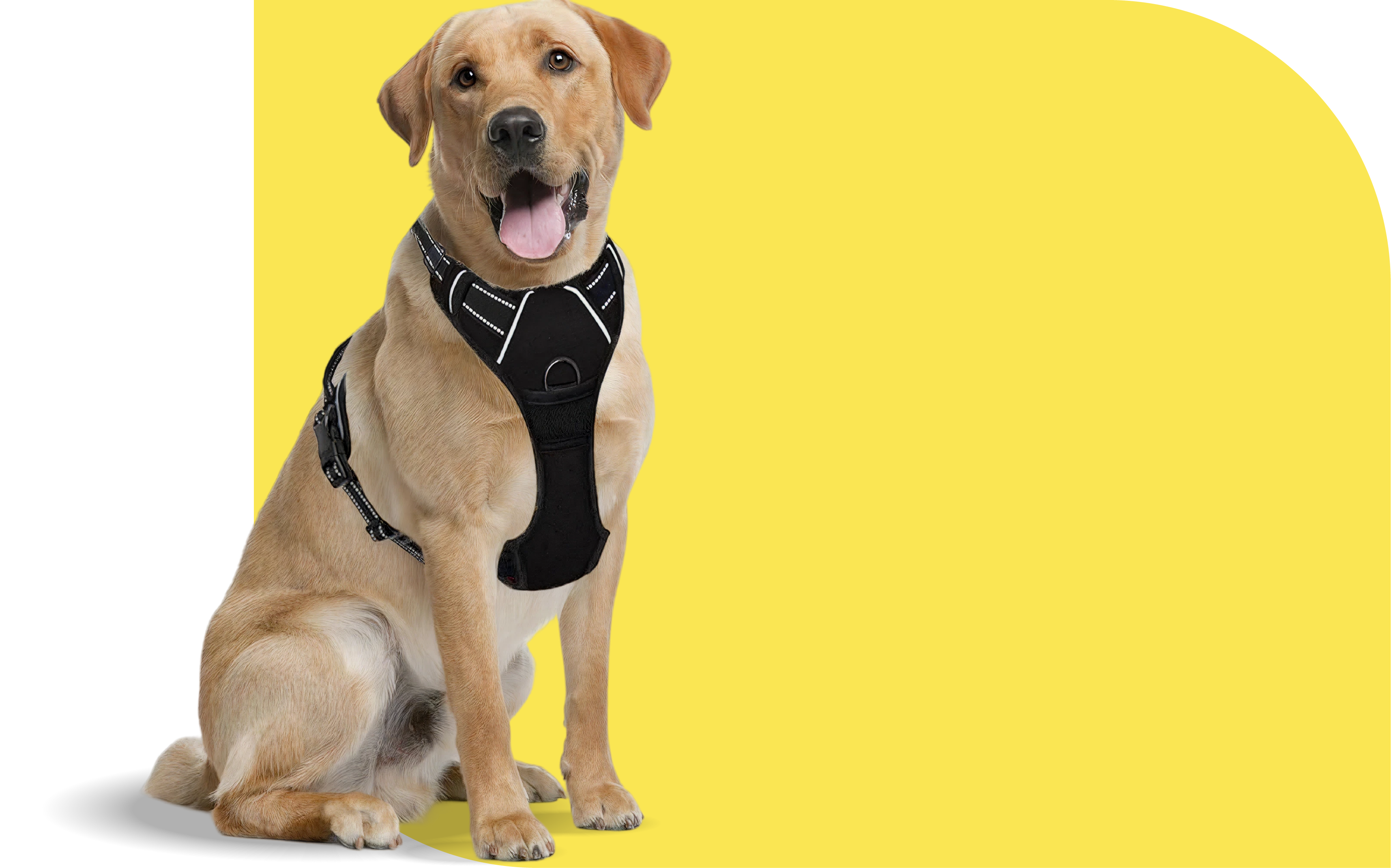 Walk Wear <br>  Couture